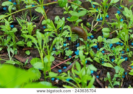 Closeup Of A Slug Eating Snail Grain In A Garden Bed