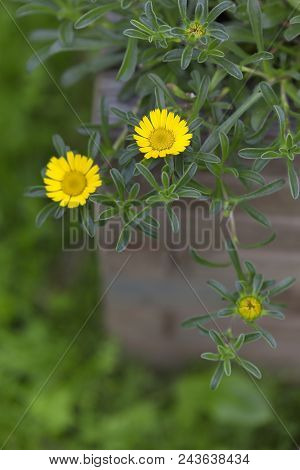 Asteriscus Maritimus In A Flowerpot In The Garden.