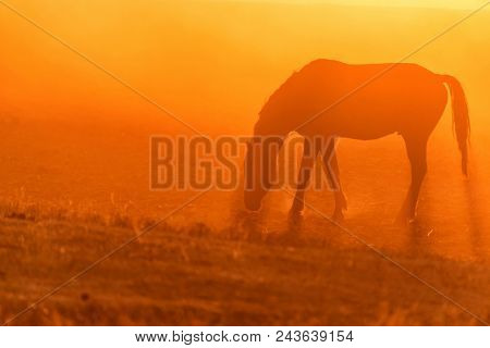 Beautiful Silhouette Of Free Mustang On The Field At Sunset