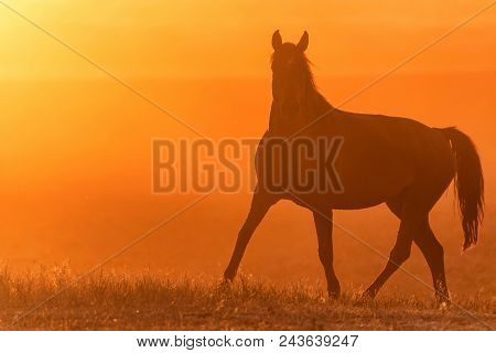 Beautiful Silhouette Of Free Mustang On The Field At Sunset