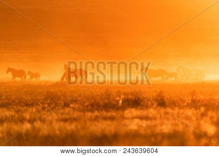 Beautiful Image Of Free Mustangs On The Field At Sunset