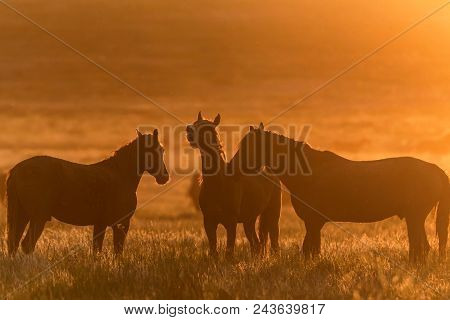 Beautiful Image Of Free Mustangs On The Field At Sunset