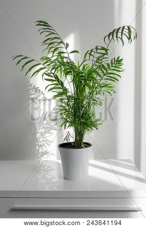 plant Areca in a white pot on a table against a white wall background