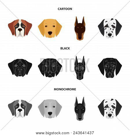 Muzzle Of Different Breeds Of Dogs.dog Of The Breed St. Bernard, Golden Retriever, Doberman, Dalmati