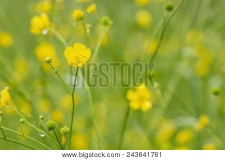 Beautiful Yellow Flowers Of Buttercup (ranunculus Acris) With Droplets Of Water After Rain, On A Blu