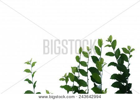 Young Tropical Plant Growing At The Park With Branches On White Isolated Background For Green Foliag