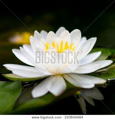 Beautiful white lotus, flowers isolated of Prachin Buri, Thailand