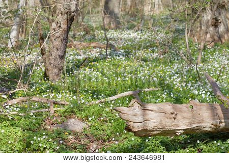 Many White Wood Anemone Flower In The Fores. Latin Name: Anemone Nemorosa