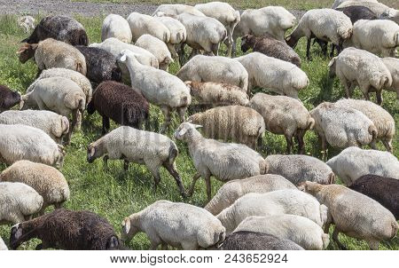 Sheep Grazing In A Countryside Of Armenia