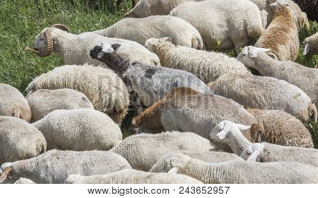 Sheep Grazing On A Field In A Countryside Of Armenia
