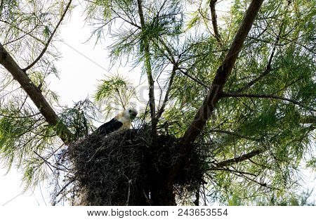 Juvenile Swallow-tailed Kite Elanoides Forficatus Eats A Lizard