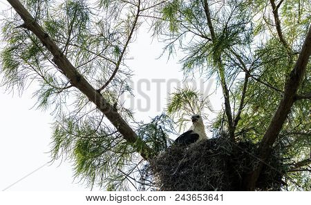 Juvenile Swallow-tailed Kite Elanoides Forficatus Eats A Lizard