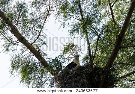 Juvenile Swallow-tailed Kite Elanoides Forficatus Eats A Lizard