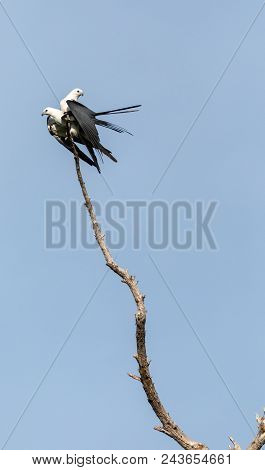 Mating Pair Of Swallow-tailed Kite Elanoides Forficatus