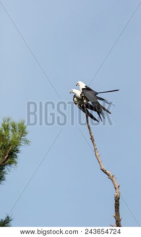 Mating Pair Of Swallow-tailed Kite Elanoides Forficatus