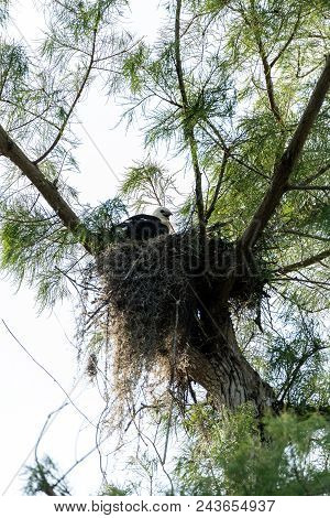 Fuzzy Head Of A Swallow-tailed Kite Elanoides Forficatus Juvenile In A Nest