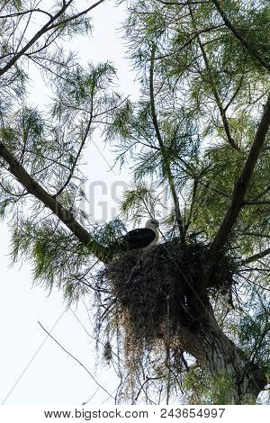 Fuzzy Head Of A Swallow-tailed Kite Elanoides Forficatus Juvenile In A Nest