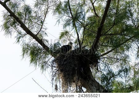 Fuzzy Head Of A Swallow-tailed Kite Elanoides Forficatus Juvenile In A Nest
