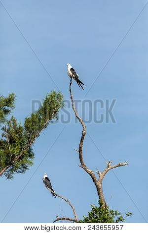 Pair Of Swallow-tailed Kite Elanoides Forficatus Perch On A Dead Tree In Naples, Florida