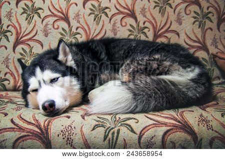 Lovely Siberian Husky Sleeps On A Cozy Sofa. Cute Husky Dog Curl Up In A Ball On The Master Sofa In 