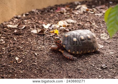 Red Footed Tortoise Chelonoidis Carbonaria