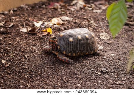 Red Footed Tortoise Chelonoidis Carbonaria