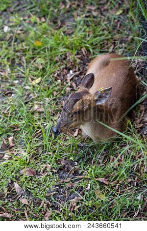 Baby Reeves Muntjac Called Muntiacus Reevesi Curls Up For A Nap In The Afternoon.