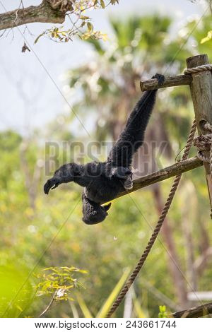 Siamang Gibbon Symphalangus Syndactylus Swings From A Tree And Uses Its Loud Voice.