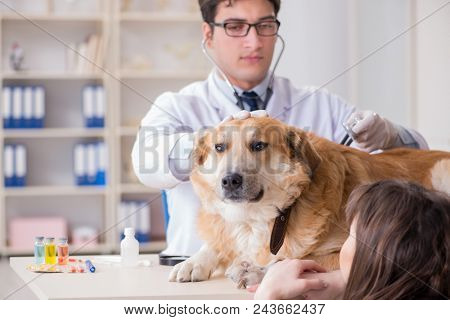 Doctor and assistant checking up golden retriever dog in vet cli