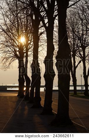 Sihouette Of Tree Without Leaf, The Sunset In The Background In The City Borgholm On Oland, Sweden