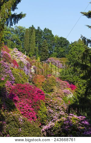 Beautiful Rhododendron In National National Park Located In Italy