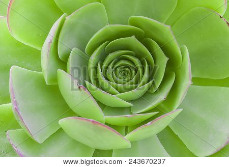 Cactus And Succulent Echeveria The Leaves Are Compressed Into Layers, Superficially Look Like A Rose
