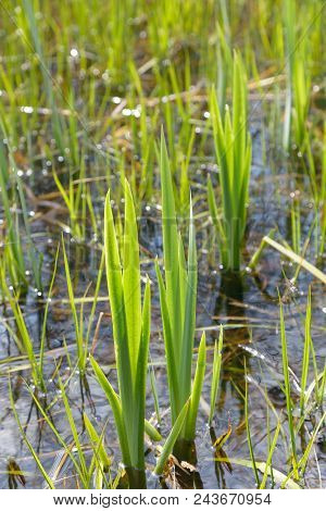 Reed Plants In A Small Lake Or Swamp At Borgholm On The Island Oland, Sweden