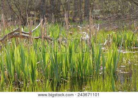 Reed Plants In A Small Lake Or Swamp At Borgholm On The Island Oland, Sweden
