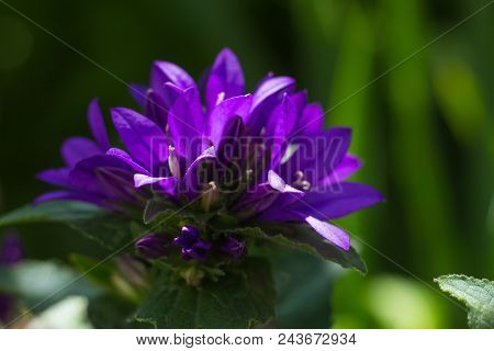 Beautiful Purple Flower Campanula Glomerata On A Blurry Background.