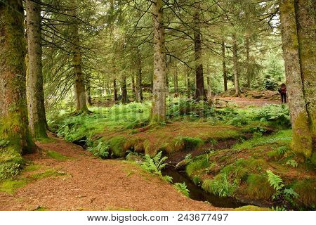 Trees And The Walking Waman In The Forest In Norway.