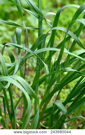 Garlic Chives (allium Tuberosum) Plant Growing In An Urban Garden