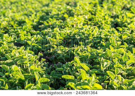 Soybean Flowers On Soy Plant. Green Growing Flowering Soybeans. Agricultural Soy Plantation Backgrou