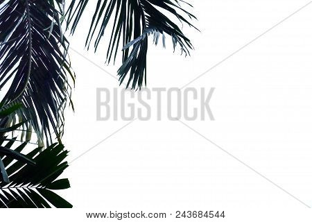 Coconut Tree Leaves On White Isolated Background For Green Foliage Backdrop