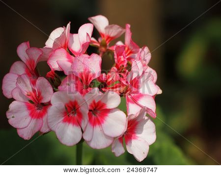 Pink Geranium