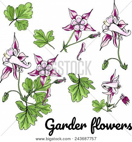 Set Garden Flowers. Sunny Wildfloer Illustration. Beautiful Vector Field Blossom