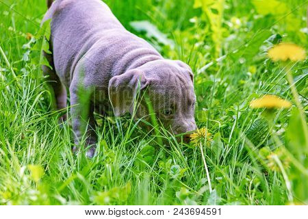 Cute Little Dog Sitting Among Yellow Flowers In Green Grass In The Park. Outdoors. Wallpaper. Best F
