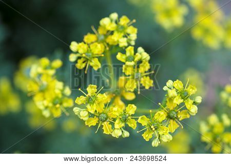 Yellow Flowers Of Common Rue (ruta Graveolens) Macro Shot Of The Herbal Plant, Selected Focus, Very 