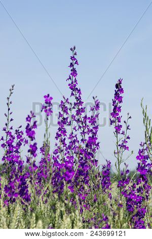 The Larkspur (consolida Regalis)