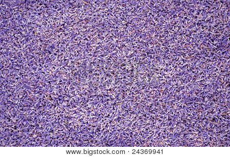 Lavander frø baggrund