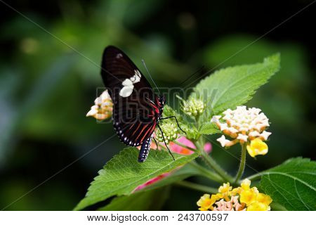 Delicate Dance: Perhaps A Pink Cattleheart Butterfly Takes A Break Before Moving On.