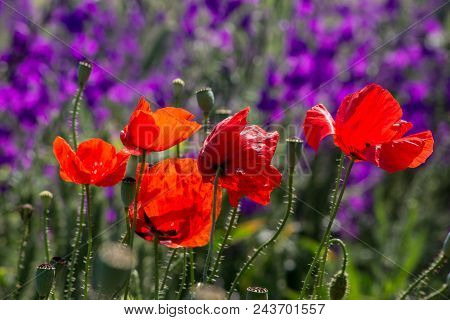 The Larkspur (consolida Regalis) And Poppy (papaver Rhoeas).
