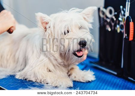 Female Groomer Haircut West Highland White Terrier Dog On The Table For Grooming In The Beauty Salon
