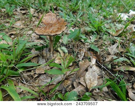 A Brown Mushroom Found Outside In Yard