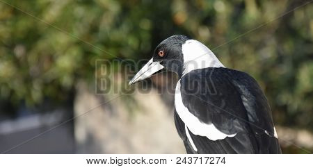 Closeup Of Australian Magpie Bird In Black And White Plumage Standing On A Fence. The Australian Mag